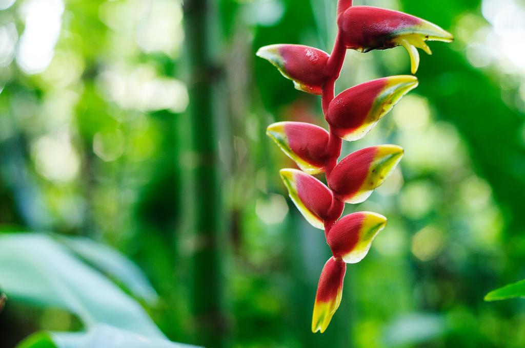 Takalik Maya Lodge Эль-Асинталь Экстерьер фото